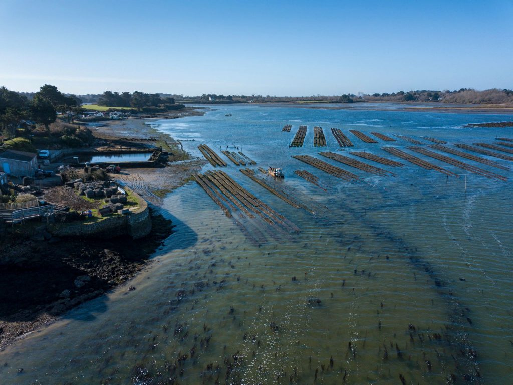 Les huitres de la pointe du Logeo